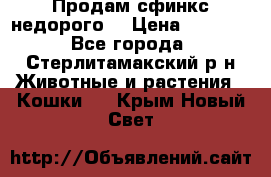 Продам сфинкс недорого  › Цена ­ 1 000 - Все города, Стерлитамакский р-н Животные и растения » Кошки   . Крым,Новый Свет